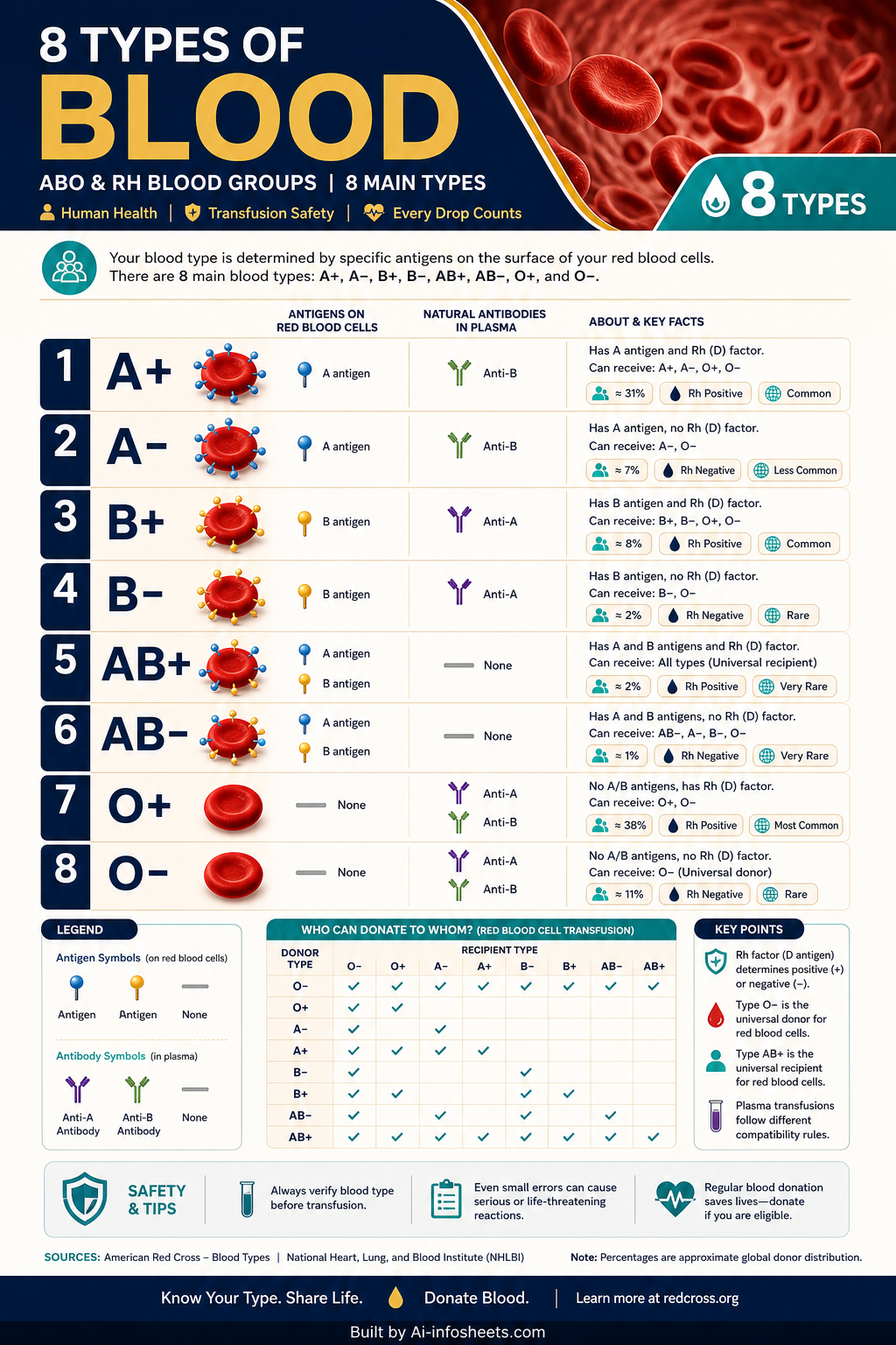 Four Primary Blood Types: Characteristics, Compatibility, and Importance