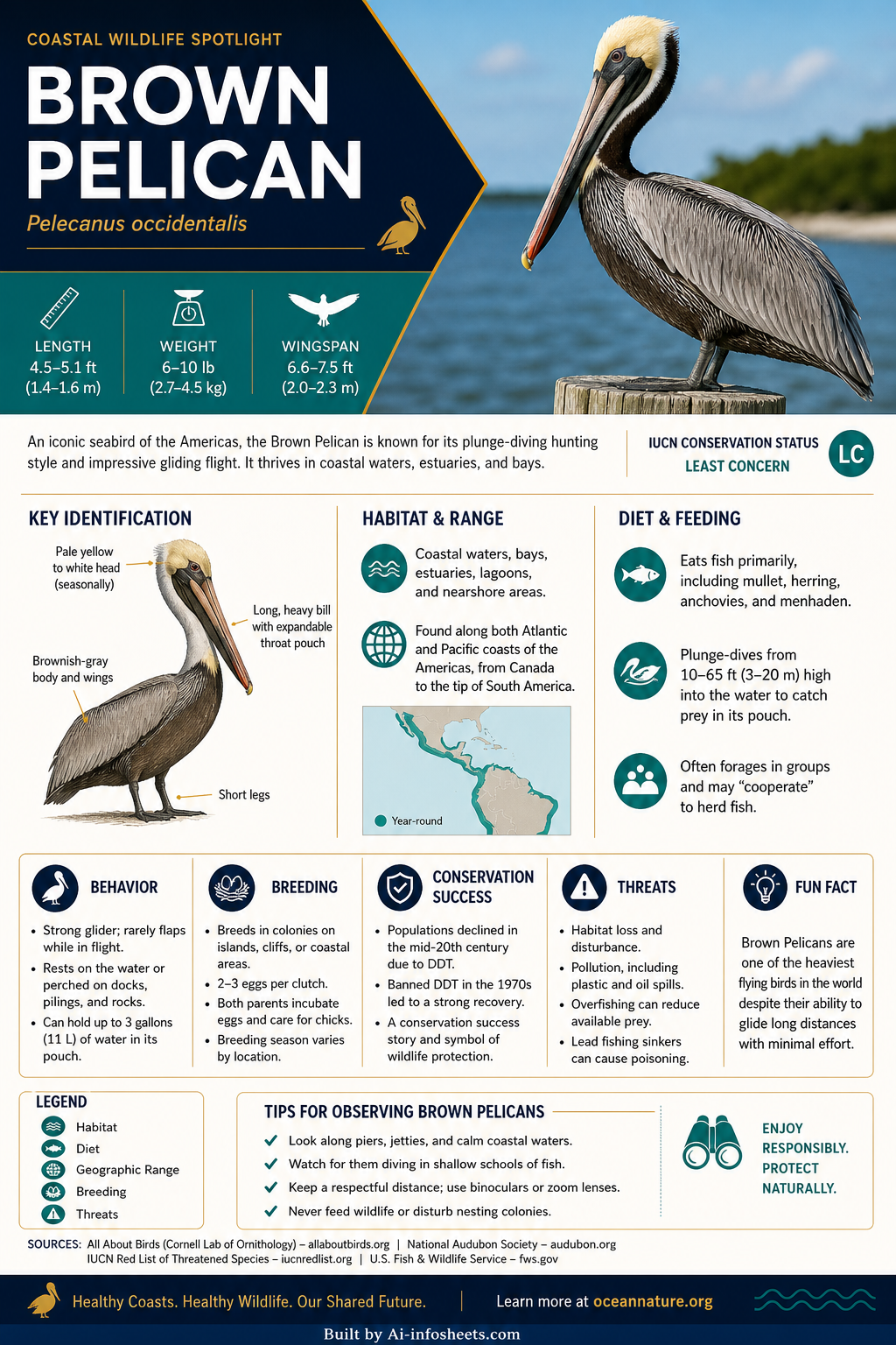 Brown Pelican: A Comprehensive Guide to North America's Iconic Coastal Bird
